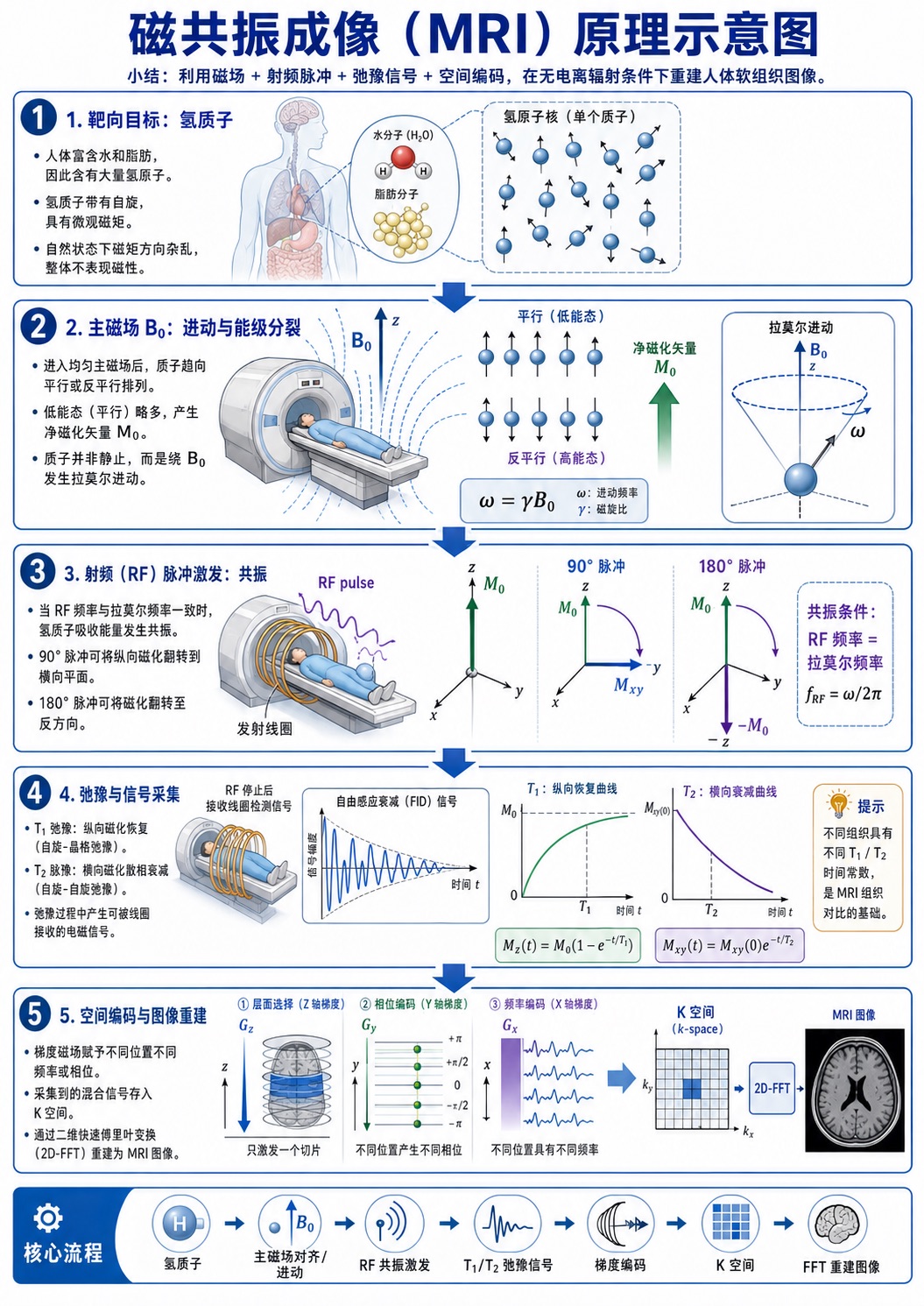 磁共振成像（MRI）原理示意图：从氢质子、主磁场和射频脉冲到梯度编码与图像重建的流程